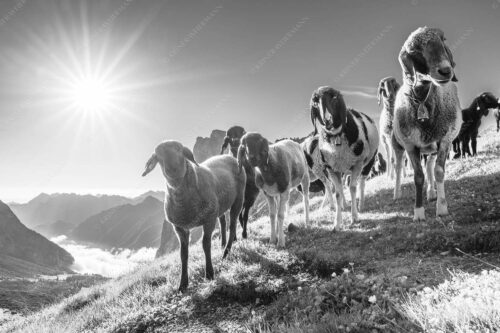 Bergschafe am Scharnitzjoch mit Gehrenspitze und Puittal im Wettersteingebirge - Neugierige Schaferl 3:2 sw -- Schafe im Wetterstein - mehr Infos bei www.Kriner-Weiermann.de