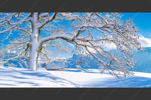 Verschneiter Baum in Unterammergau mit Blick zum Kofel - Ougwat 2:1  -- Winter Baum in Unterammergau - mehr Infos bei www.Kriner-Weiermann.de