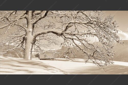 Verschneiter Baum in Unterammergau mit Blick zum Kofel - Ougwat 2:1 sepia -- Winter Baum in Unterammergau - mehr Infos bei www.Kriner-Weiermann.de