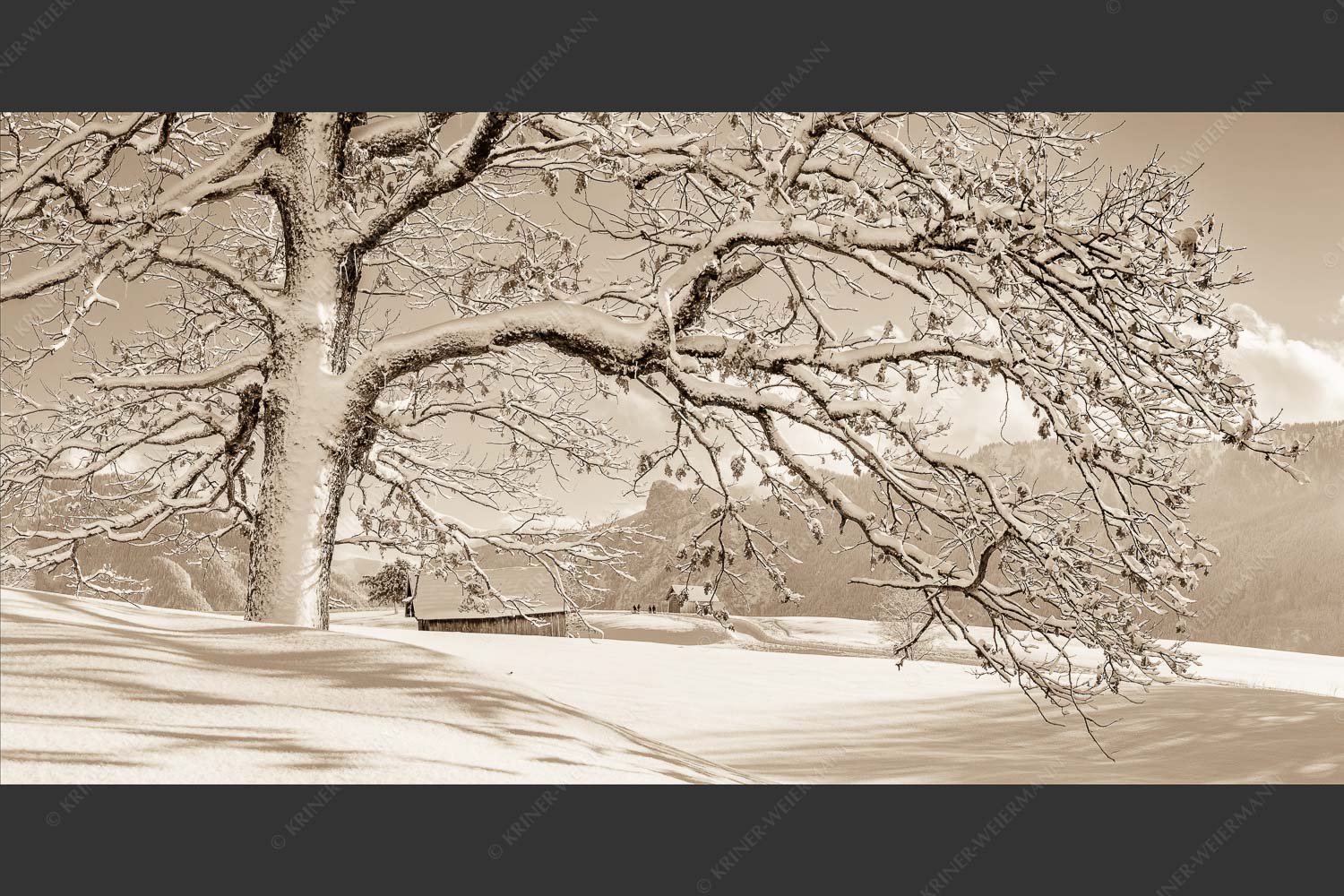 Verschneiter Baum in Unterammergau mit Blick zum Kofel - Ougwat 2:1 sepia -- Winter Baum in Unterammergau - mehr Infos bei www.Kriner-Weiermann.de