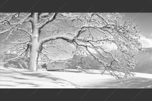 Verschneiter Baum in Unterammergau mit Blick zum Kofel - Ougwat 2:1 sw -- Winter Baum in Unterammergau - mehr Infos bei www.Kriner-Weiermann.de