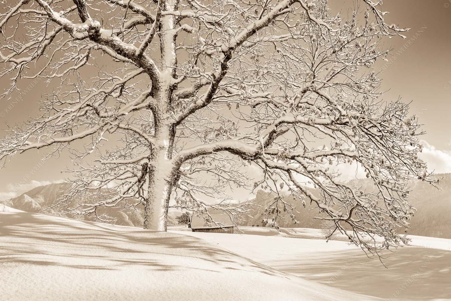 Verschneiter Baum in Unterammergau mit Blick zum Kofel - Ougwat 3:2 sepia -- Winter Baum in Unterammergau - mehr Infos bei www.Kriner-Weiermann.de