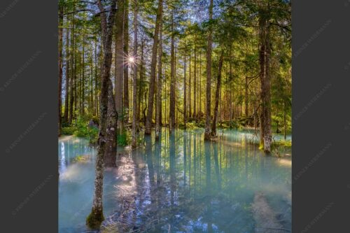 Überschwemmte Waldflächen an der Partnach im Reintal im Wettersteingebirge - Partnachmangroven 1:1  -- Wald Überschwemmung - mehr Infos bei www.Kriner-Weiermann.de