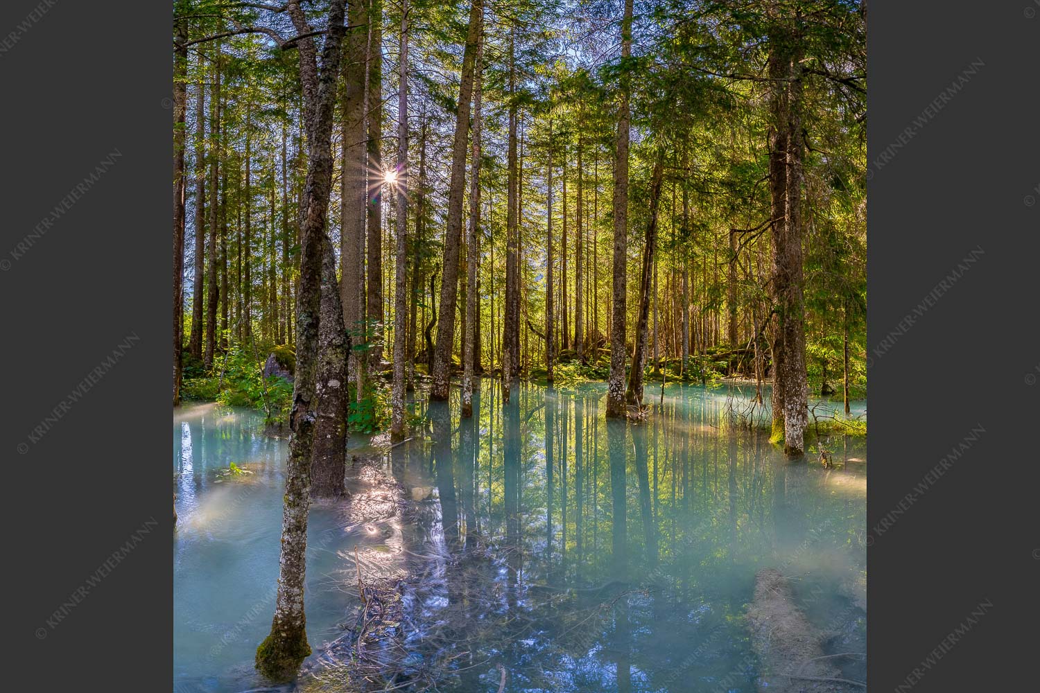 Überschwemmte Waldflächen an der Partnach im Reintal im Wettersteingebirge - Partnachmangroven 1:1 -- Wald Überschwemmung - mehr Infos bei www.Kriner-Weiermann.de
