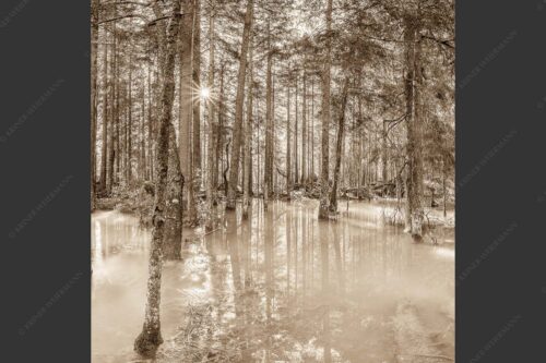 Überschwemmte Waldflächen an der Partnach im Reintal im Wettersteingebirge - Partnachmangroven 1:1 sepia -- Wald Überschwemmung - mehr Infos bei www.Kriner-Weiermann.de