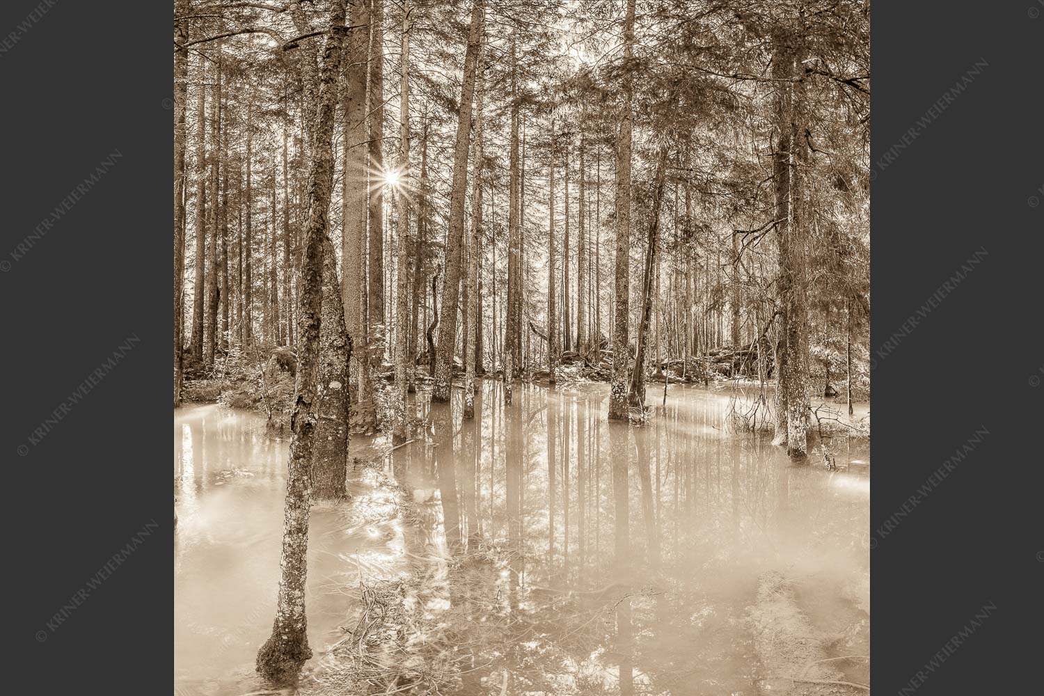 Überschwemmte Waldflächen an der Partnach im Reintal im Wettersteingebirge - Partnachmangroven 1:1 sepia -- Wald Überschwemmung - mehr Infos bei www.Kriner-Weiermann.de