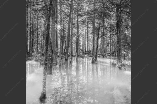Überschwemmte Waldflächen an der Partnach im Reintal im Wettersteingebirge - Partnachmangroven 1:1 sw -- Wald Überschwemmung - mehr Infos bei www.Kriner-Weiermann.de