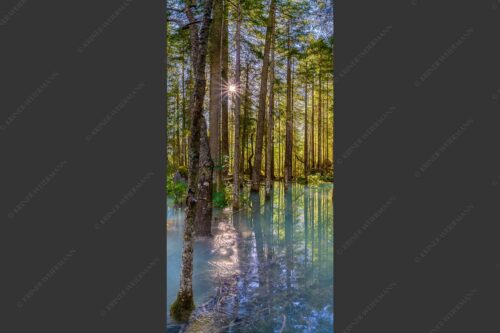 Überschwemmte Waldflächen an der Partnach im Reintal im Wettersteingebirge - Partnachmangroven 1:2  -- Wald Überschwemmung - mehr Infos bei www.Kriner-Weiermann.de