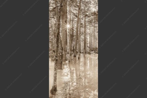 Überschwemmte Waldflächen an der Partnach im Reintal im Wettersteingebirge - Partnachmangroven 1:2 sepia -- Wald Überschwemmung - mehr Infos bei www.Kriner-Weiermann.de