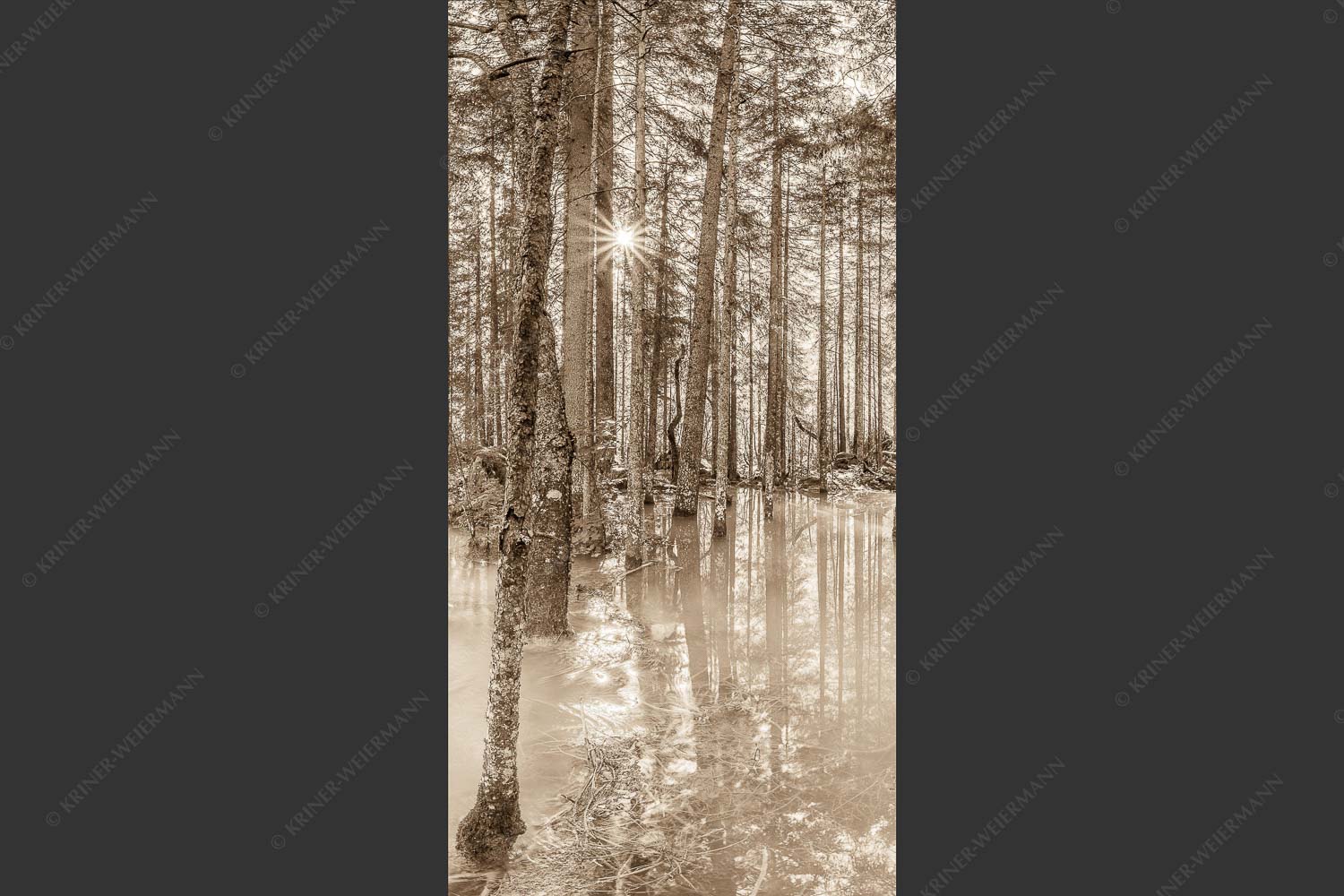 Überschwemmte Waldflächen an der Partnach im Reintal im Wettersteingebirge - Partnachmangroven 1:2 sepia -- Wald Überschwemmung - mehr Infos bei www.Kriner-Weiermann.de
