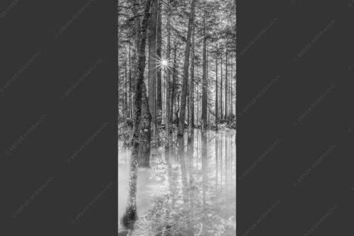 Überschwemmte Waldflächen an der Partnach im Reintal im Wettersteingebirge - Partnachmangroven 1:2 sw -- Wald Überschwemmung - mehr Infos bei www.Kriner-Weiermann.de