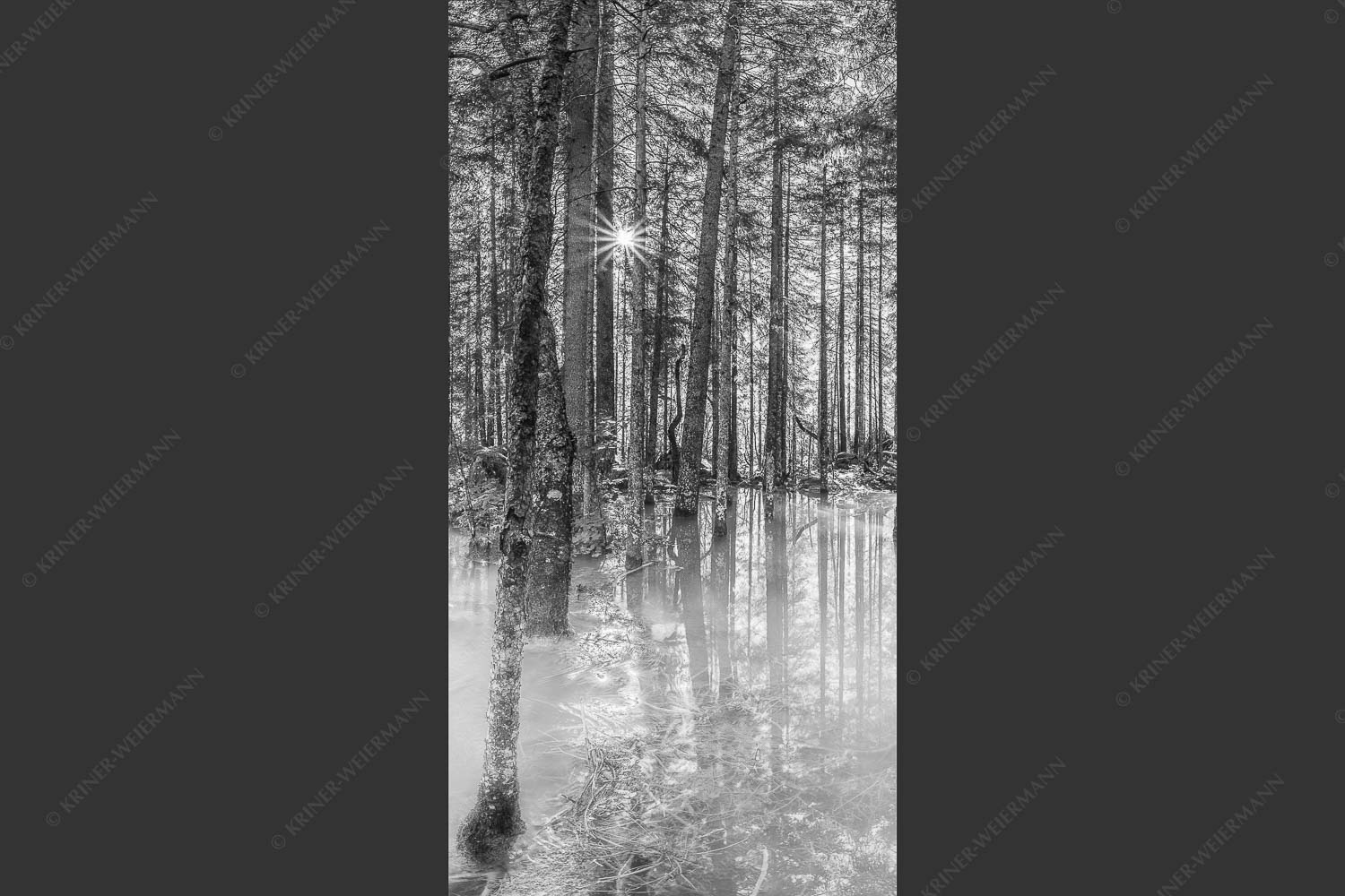 Überschwemmte Waldflächen an der Partnach im Reintal im Wettersteingebirge - Partnachmangroven 1:2 sw -- Wald Überschwemmung - mehr Infos bei www.Kriner-Weiermann.de