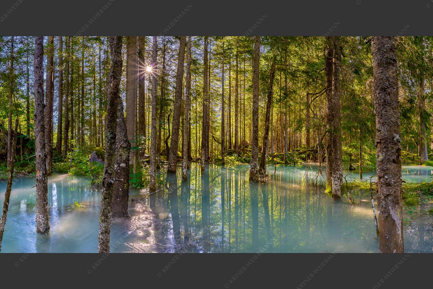 Überschwemmte Waldflächen an der Partnach im Reintal im Wettersteingebirge - Partnachmangroven 2:1  -- Wald Überschwemmung - mehr Infos bei www.Kriner-Weiermann.de