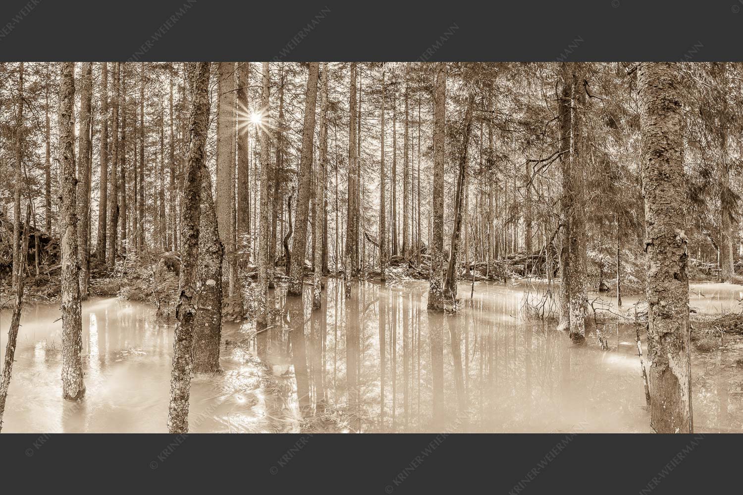 Überschwemmte Waldflächen an der Partnach im Reintal im Wettersteingebirge - Partnachmangroven 2:1 sepia -- Wald Überschwemmung - mehr Infos bei www.Kriner-Weiermann.de