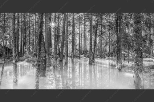 Überschwemmte Waldflächen an der Partnach im Reintal im Wettersteingebirge - Partnachmangroven 2:1 sw -- Wald Überschwemmung - mehr Infos bei www.Kriner-Weiermann.de
