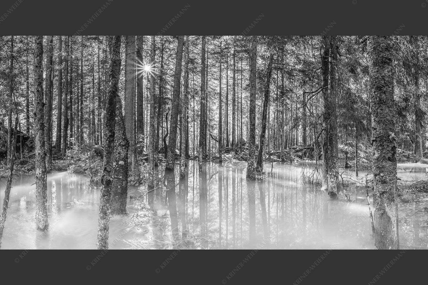 Überschwemmte Waldflächen an der Partnach im Reintal im Wettersteingebirge - Partnachmangroven 2:1 sw -- Wald Überschwemmung - mehr Infos bei www.Kriner-Weiermann.de