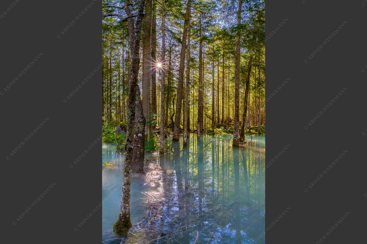 Überschwemmte Waldflächen an der Partnach im Reintal im Wettersteingebirge - Partnachmangroven 2:3  -- Wald Überschwemmung - mehr Infos bei www.Kriner-Weiermann.de