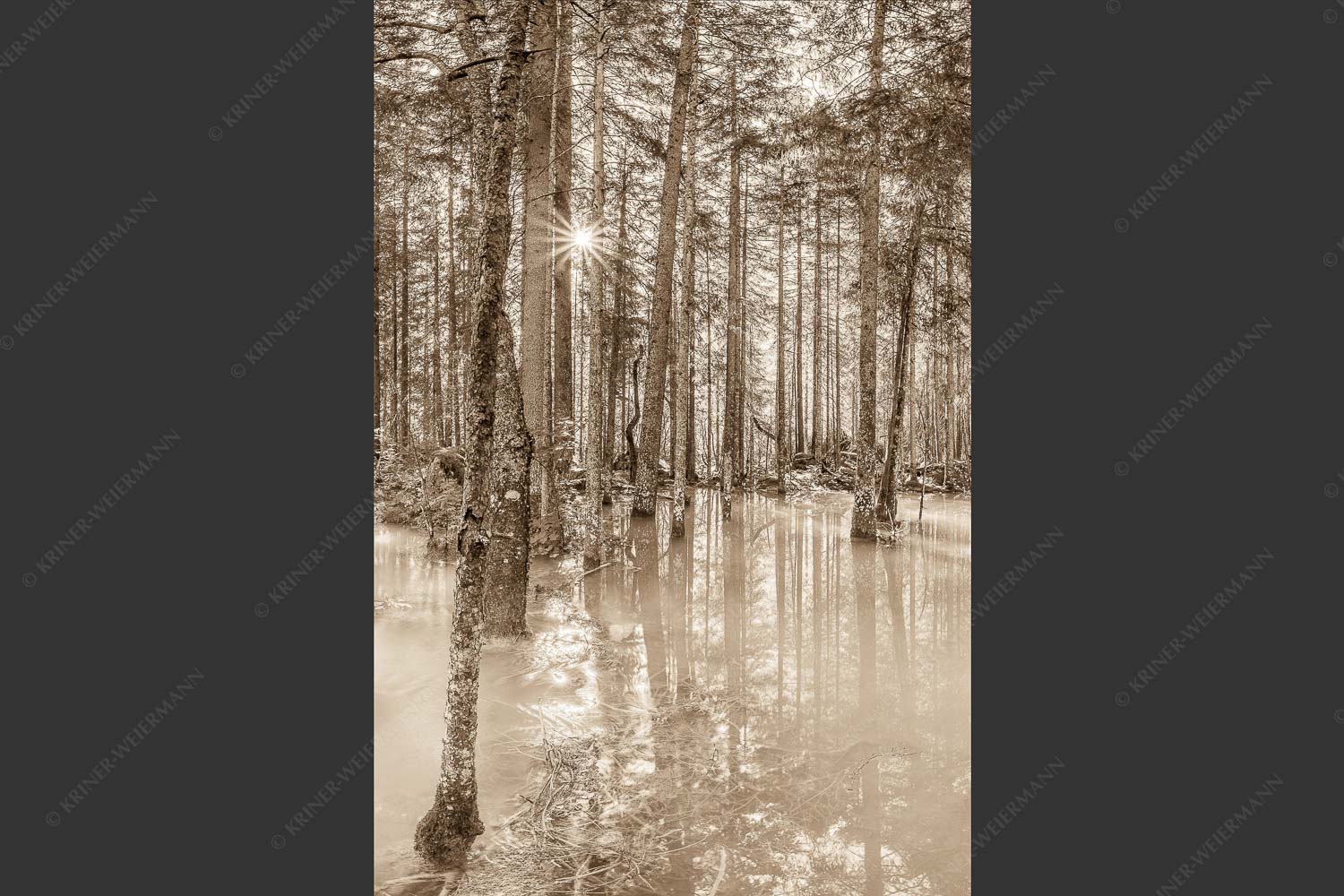 Überschwemmte Waldflächen an der Partnach im Reintal im Wettersteingebirge - Partnachmangroven 2:3 sepia -- Wald Überschwemmung - mehr Infos bei www.Kriner-Weiermann.de