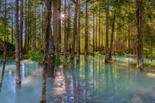 Überschwemmte Waldflächen an der Partnach im Reintal im Wettersteingebirge - Partnachmangroven 3:2  -- Wald Überschwemmung - mehr Infos bei www.Kriner-Weiermann.de