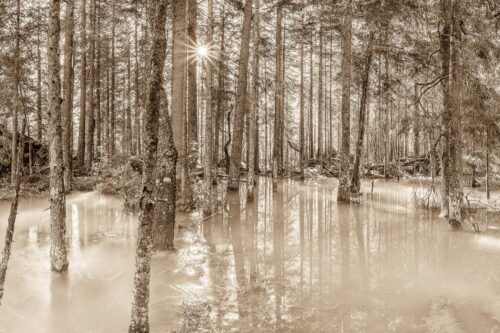 Überschwemmte Waldflächen an der Partnach im Reintal im Wettersteingebirge - Partnachmangroven 3:2 sepia -- Wald Überschwemmung - mehr Infos bei www.Kriner-Weiermann.de