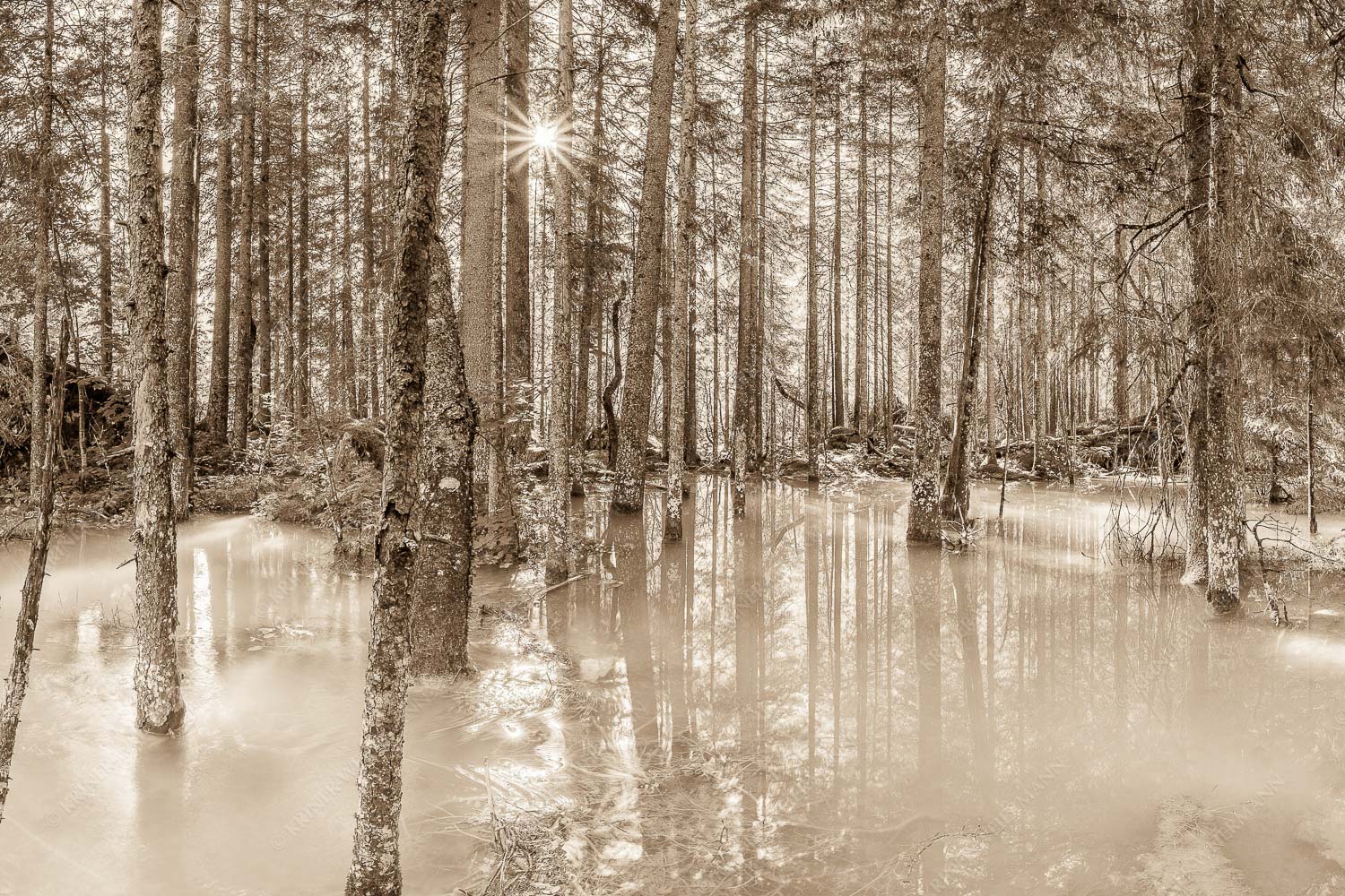 Überschwemmte Waldflächen an der Partnach im Reintal im Wettersteingebirge - Partnachmangroven 3:2 sepia -- Wald Überschwemmung - mehr Infos bei www.Kriner-Weiermann.de