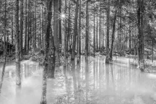 Überschwemmte Waldflächen an der Partnach im Reintal im Wettersteingebirge - Partnachmangroven 3:2 sw -- Wald Überschwemmung - mehr Infos bei www.Kriner-Weiermann.de