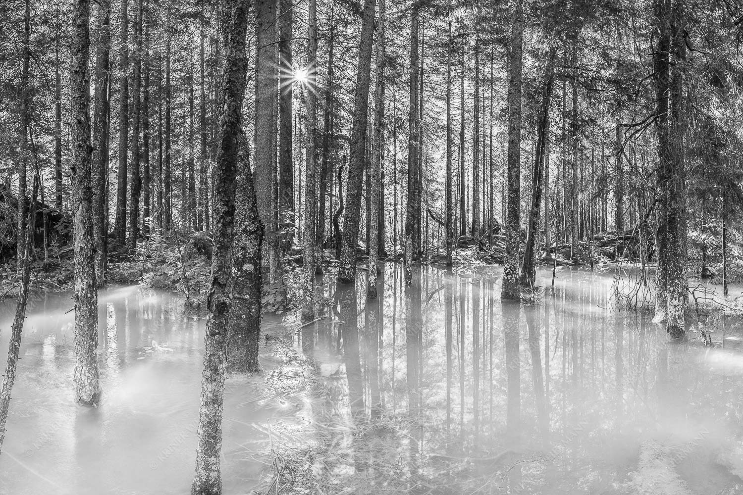 Überschwemmte Waldflächen an der Partnach im Reintal im Wettersteingebirge - Partnachmangroven 3:2 sw -- Wald Überschwemmung - mehr Infos bei www.Kriner-Weiermann.de