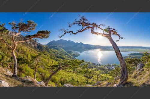 Frisches Buchenlaub leuchtet in den Wäldern am Jochberg und Herzogstand - Primavera 2:1  -- Frühling am Kochelsee - mehr Infos bei www.Kriner-Weiermann.de
