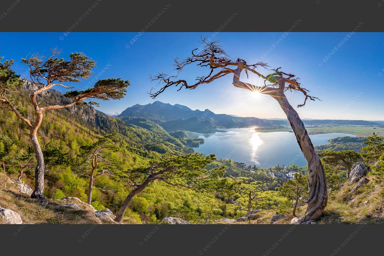 Frisches Buchenlaub leuchtet in den Wäldern am Jochberg und Herzogstand - Primavera 2:1 -- Frühling am Kochelsee - mehr Infos bei www.Kriner-Weiermann.de
