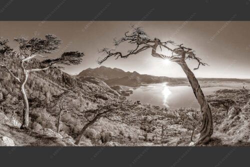 Frisches Buchenlaub leuchtet in den Wäldern am Jochberg und Herzogstand - Primavera 2:1 sepia -- Frühling am Kochelsee - mehr Infos bei www.Kriner-Weiermann.de