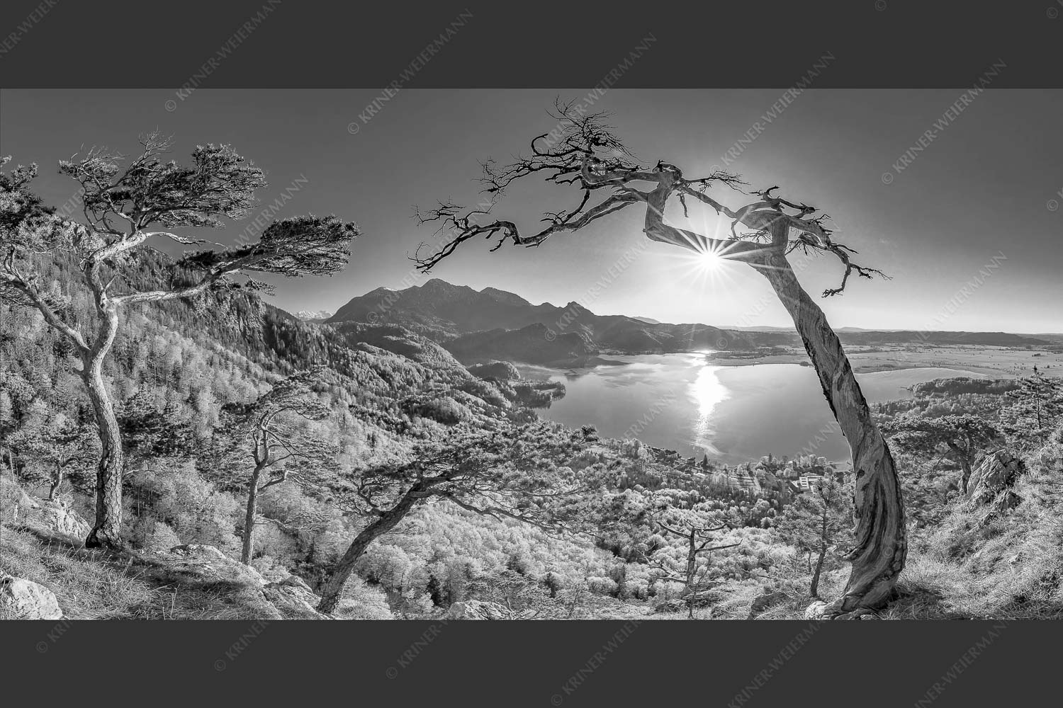 Frisches Buchenlaub leuchtet in den Wäldern am Jochberg und Herzogstand - Primavera 2:1 sw -- Frühling am Kochelsee - mehr Infos bei www.Kriner-Weiermann.de
