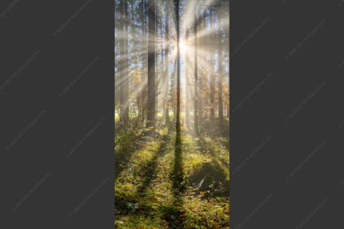 Herbstlicher Wald bei Fall - Prisma 1:2  -- Streiflicht im Wald - mehr Infos bei www.Kriner-Weiermann.de