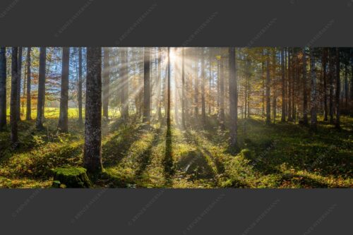 Herbstlicher Wald bei Fall - Prisma 2,5:1  -- Streiflicht im Wald - mehr Infos bei www.Kriner-Weiermann.de