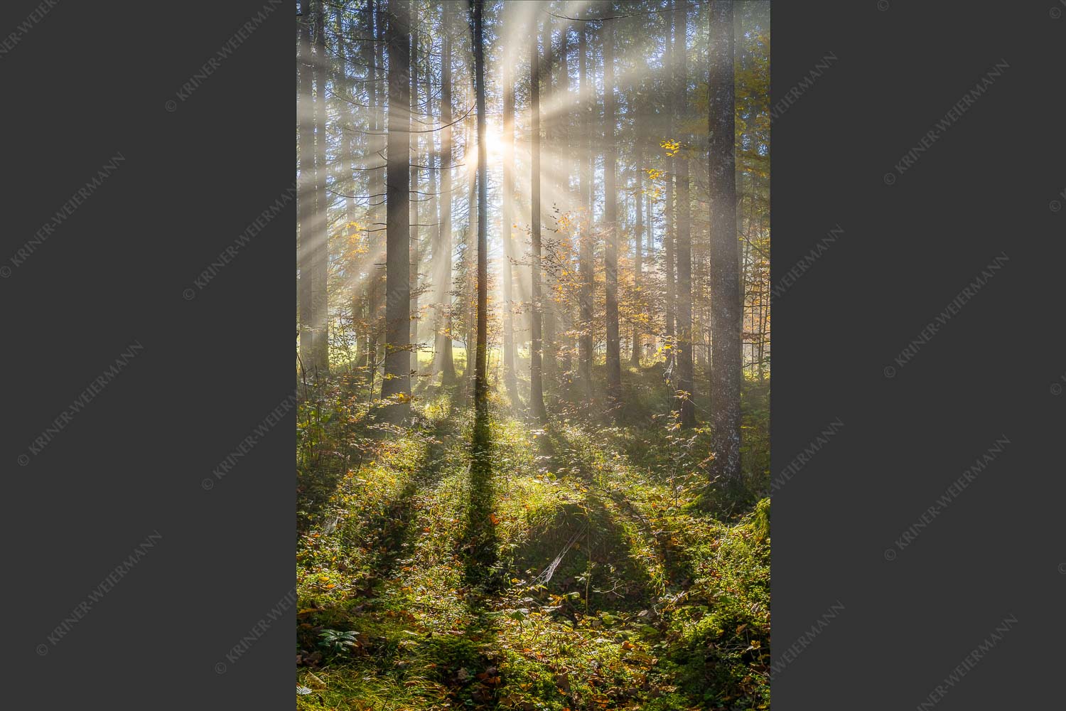 Herbstlicher Wald bei Fall - Prisma 2:3 -- Streiflicht im Wald - mehr Infos bei www.Kriner-Weiermann.de