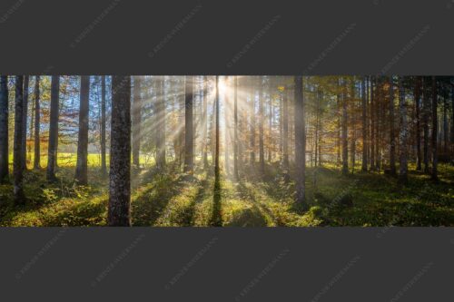 Herbstlicher Wald bei Fall - Prisma 3:1  -- Streiflicht im Wald - mehr Infos bei www.Kriner-Weiermann.de