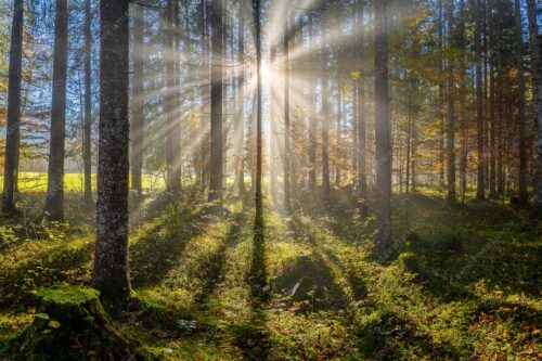 Herbstlicher Wald bei Fall - Prisma 3:2  -- Streiflicht im Wald - mehr Infos bei www.Kriner-Weiermann.de