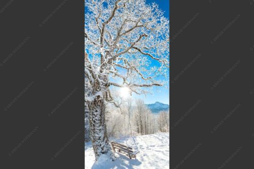 Aussichtsbank am Eckbauer mit Blick zur Dreitorspitze im Wettersteingebirge - Rast 1:2  -- Rastbank mit Baum im Winter am Eckbauer - mehr Infos bei www.Kriner-Weiermann.de