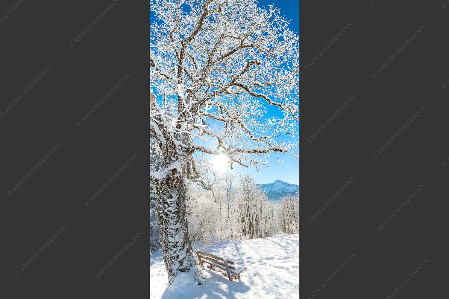 Aussichtsbank am Eckbauer mit Blick zur Dreitorspitze im Wettersteingebirge - Rast 1:2 -- Rastbank mit Baum im Winter am Eckbauer - mehr Infos bei www.Kriner-Weiermann.de