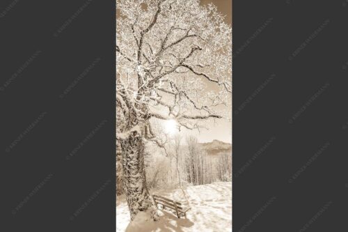 Aussichtsbank am Eckbauer mit Blick zur Dreitorspitze im Wettersteingebirge - Rast 1:2 sepia -- Rastbank mit Baum im Winter am Eckbauer - mehr Infos bei www.Kriner-Weiermann.de