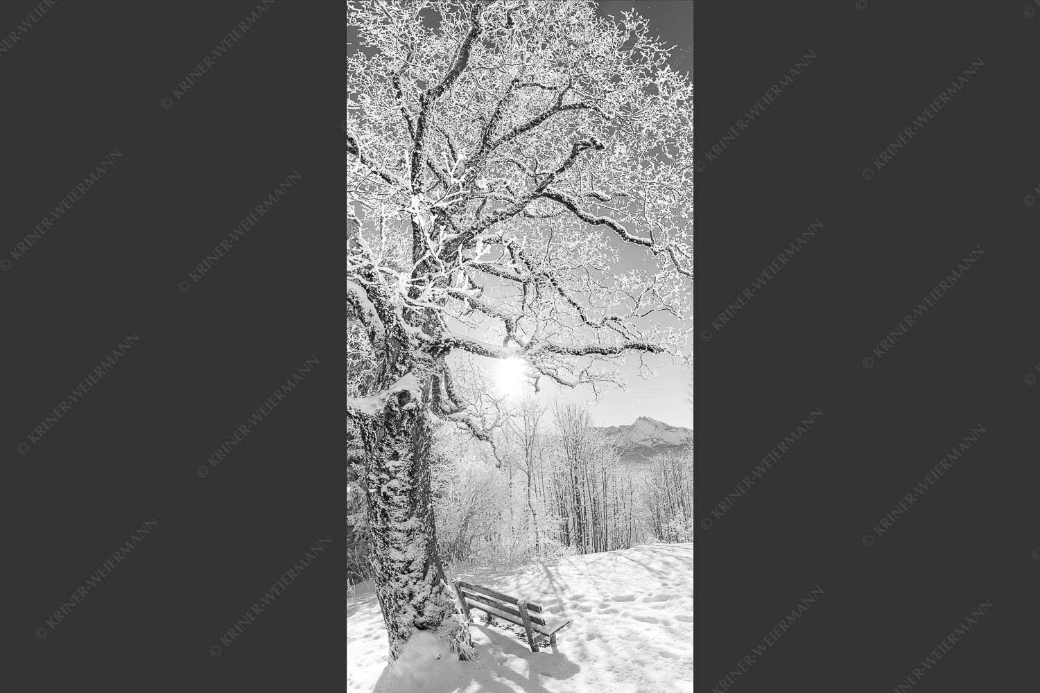 Aussichtsbank am Eckbauer mit Blick zur Dreitorspitze im Wettersteingebirge - Rast 1:2 sw -- Rastbank mit Baum im Winter am Eckbauer - mehr Infos bei www.Kriner-Weiermann.de