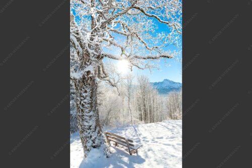 Aussichtsbank am Eckbauer mit Blick zur Dreitorspitze im Wettersteingebirge - Rast 2:3  -- Rastbank mit Baum im Winter am Eckbauer - mehr Infos bei www.Kriner-Weiermann.de