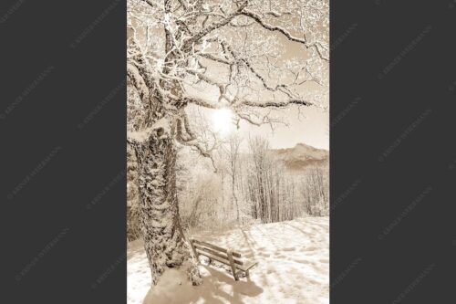 Aussichtsbank am Eckbauer mit Blick zur Dreitorspitze im Wettersteingebirge - Rast 2:3 sepia -- Rastbank mit Baum im Winter am Eckbauer - mehr Infos bei www.Kriner-Weiermann.de