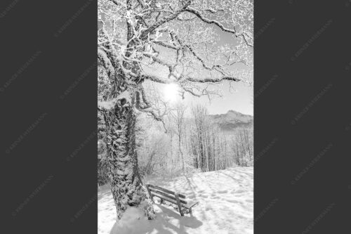 Aussichtsbank am Eckbauer mit Blick zur Dreitorspitze im Wettersteingebirge - Rast 2:3 sw -- Rastbank mit Baum im Winter am Eckbauer - mehr Infos bei www.Kriner-Weiermann.de