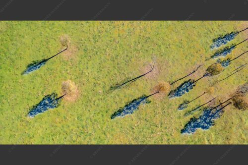 Noch gefrorener Schatten der Ahornbäume - Restfrost 2:1  -- Ahorn Baum Schatten - mehr Infos bei www.Kriner-Weiermann.de