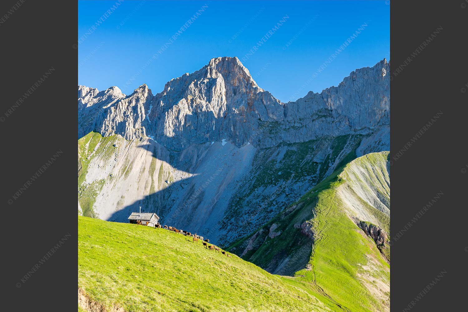 Bergschafe an der Erinnerungshütte mit Oberreintalschrofen und Scharnitzspitze im Wettersteingebirge - Scharnitzjoch 1:1  -- Schafe mit Erinnerungshütte im Wetterstein - mehr Infos bei www.Kriner-Weiermann.de