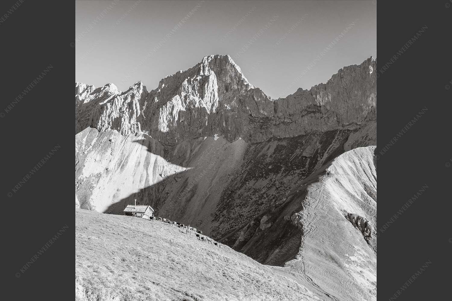 Bergschafe an der Erinnerungshütte mit Oberreintalschrofen und Scharnitzspitze im Wettersteingebirge - Scharnitzjoch 1:1 sw -- Schafe mit Erinnerungshütte im Wetterstein - mehr Infos bei www.Kriner-Weiermann.de