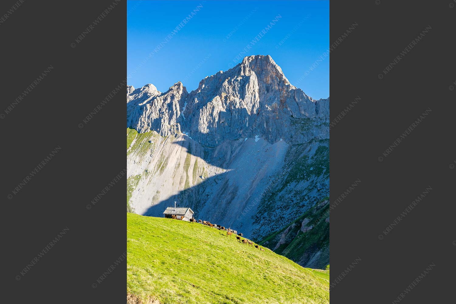 Bergschafe an der Erinnerungshütte mit Oberreintalschrofen und Scharnitzspitze im Wettersteingebirge - Scharnitzjoch 2:3  -- Schafe mit Erinnerungshütte im Wetterstein - mehr Infos bei www.Kriner-Weiermann.de