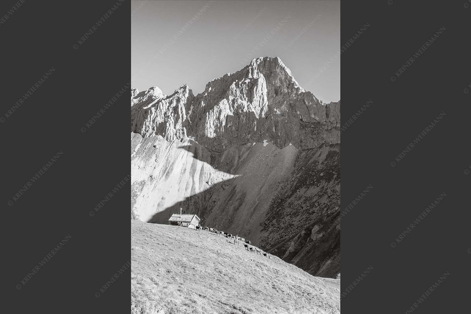Bergschafe an der Erinnerungshütte mit Oberreintalschrofen und Scharnitzspitze im Wettersteingebirge - Scharnitzjoch 2:3 sw -- Schafe mit Erinnerungshütte im Wetterstein - mehr Infos bei www.Kriner-Weiermann.de