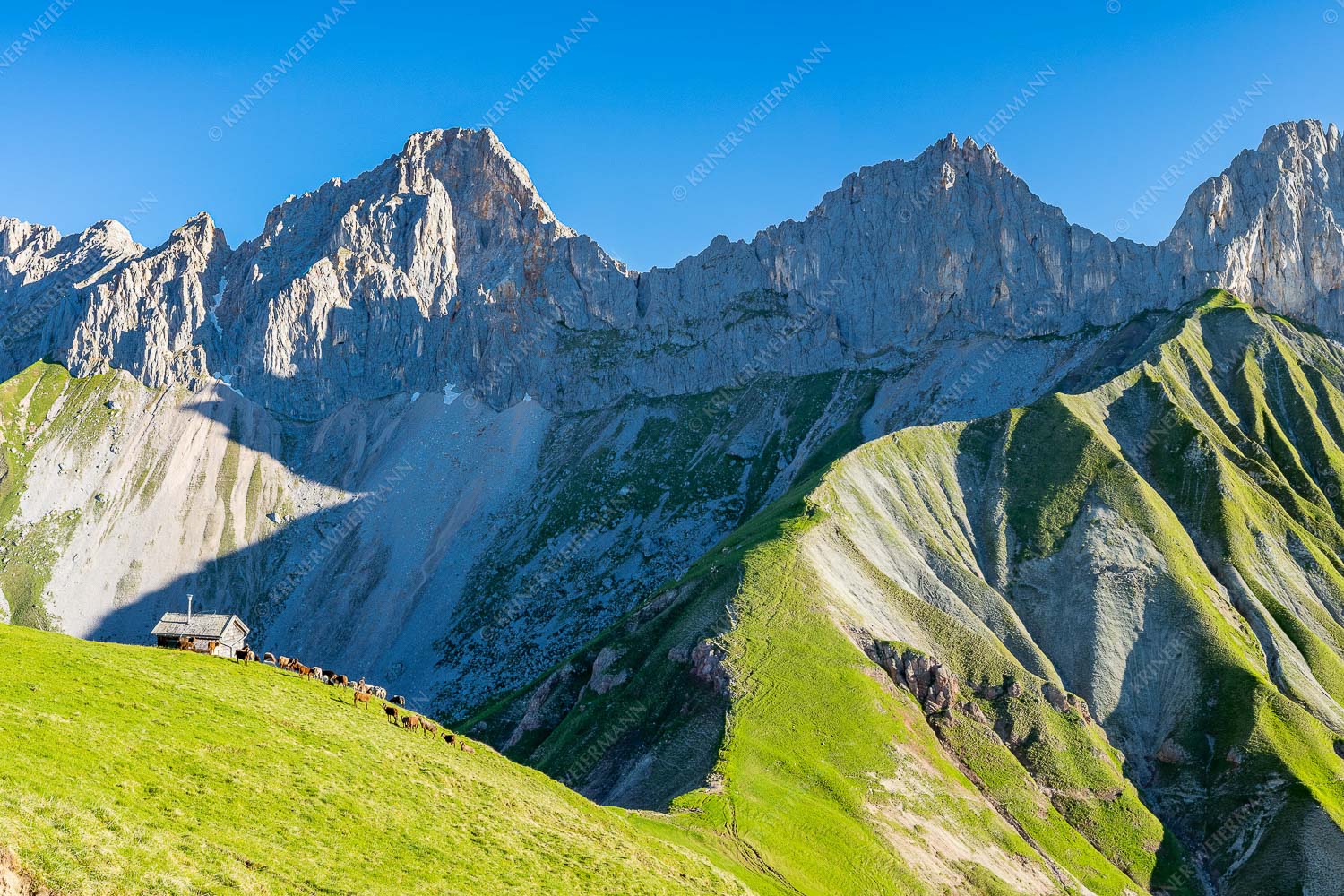 Bergschafe an der Erinnerungshütte mit Oberreintalschrofen und Scharnitzspitze im Wettersteingebirge - Scharnitzjoch 3:2  -- Schafe mit Erinnerungshütte im Wetterstein - mehr Infos bei www.Kriner-Weiermann.de
