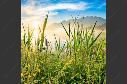Sonnenaufgang am Barmsee - Schilf 1:1  -- Barmsee Ufer mit Soierngebirge - mehr Infos bei www.Kriner-Weiermann.de